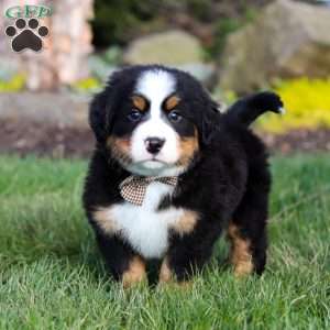 Prince, Bernese Mountain Dog Puppy
